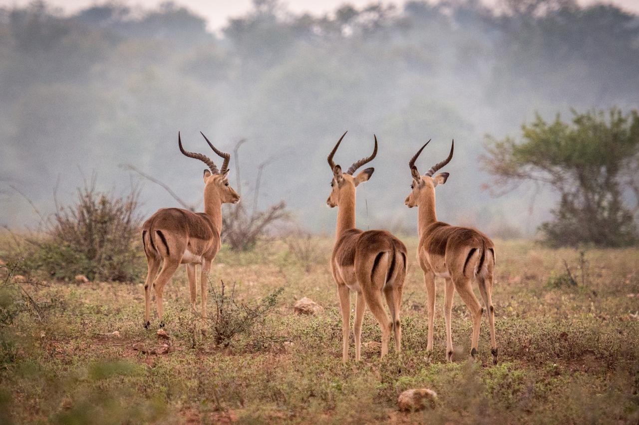 Makalali Game Reserve Garonga Safari 빌라 외부 사진