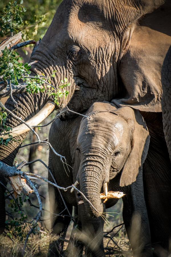 Makalali Game Reserve Garonga Safari 빌라 외부 사진