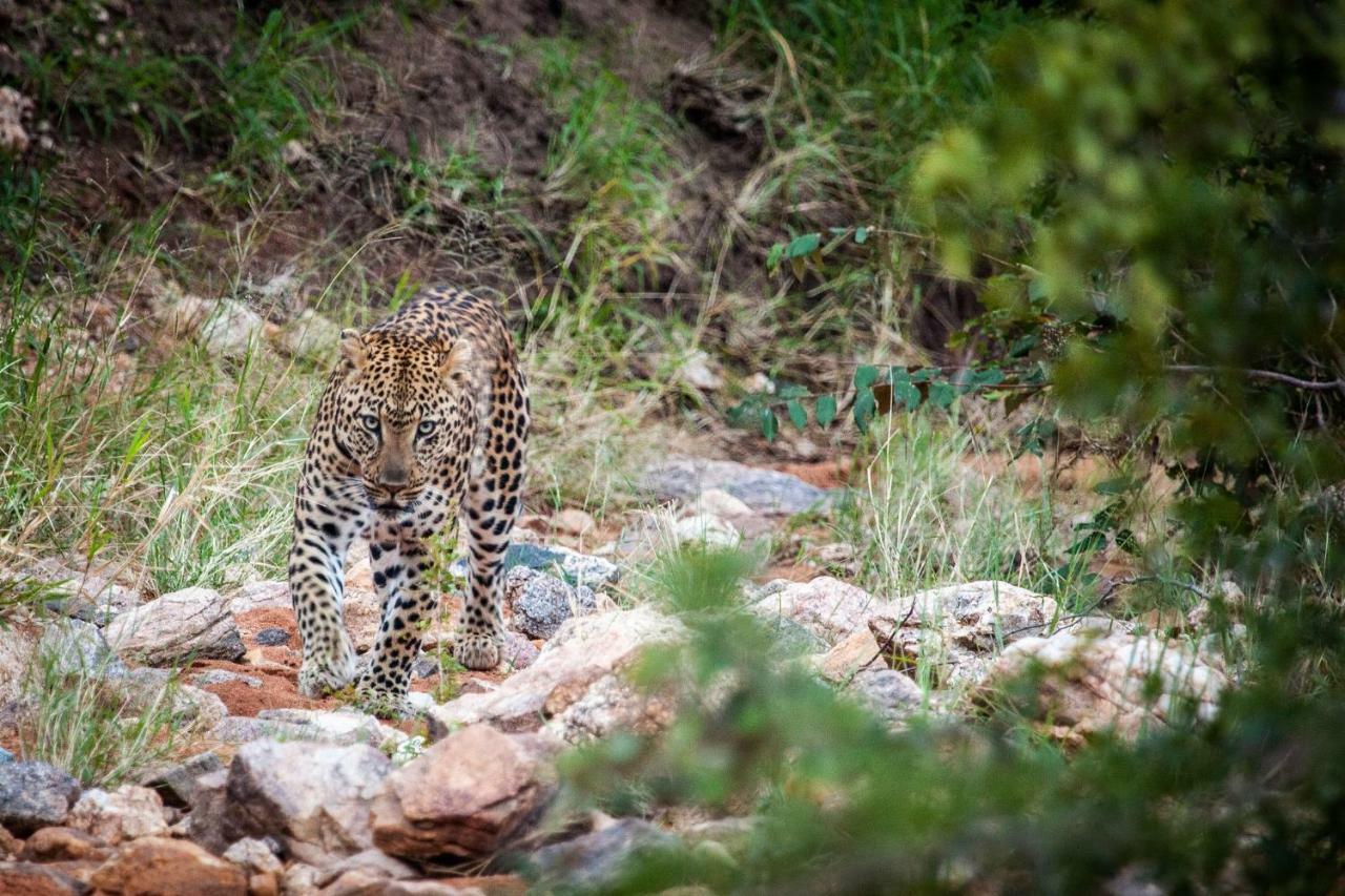 Makalali Game Reserve Garonga Safari 빌라 외부 사진
