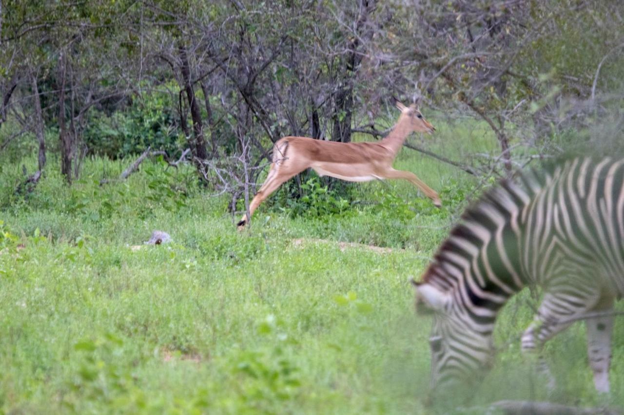Makalali Game Reserve Garonga Safari 빌라 외부 사진