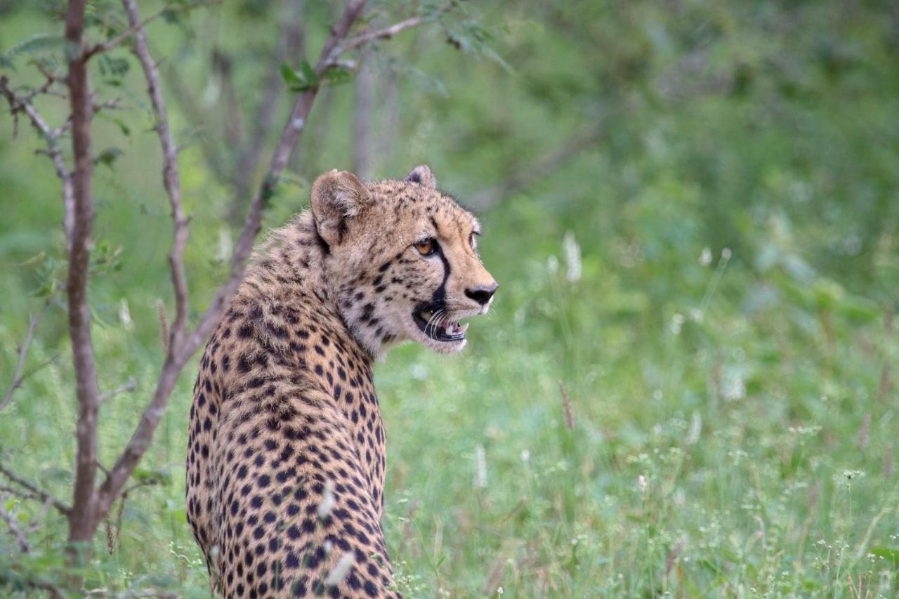 Makalali Game Reserve Garonga Safari 빌라 외부 사진
