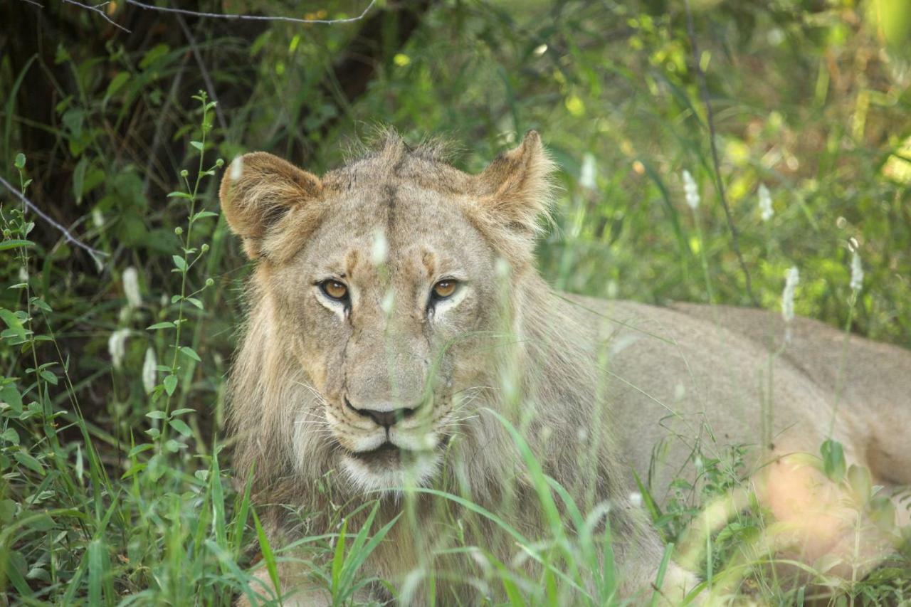 Makalali Game Reserve Garonga Safari 빌라 외부 사진
