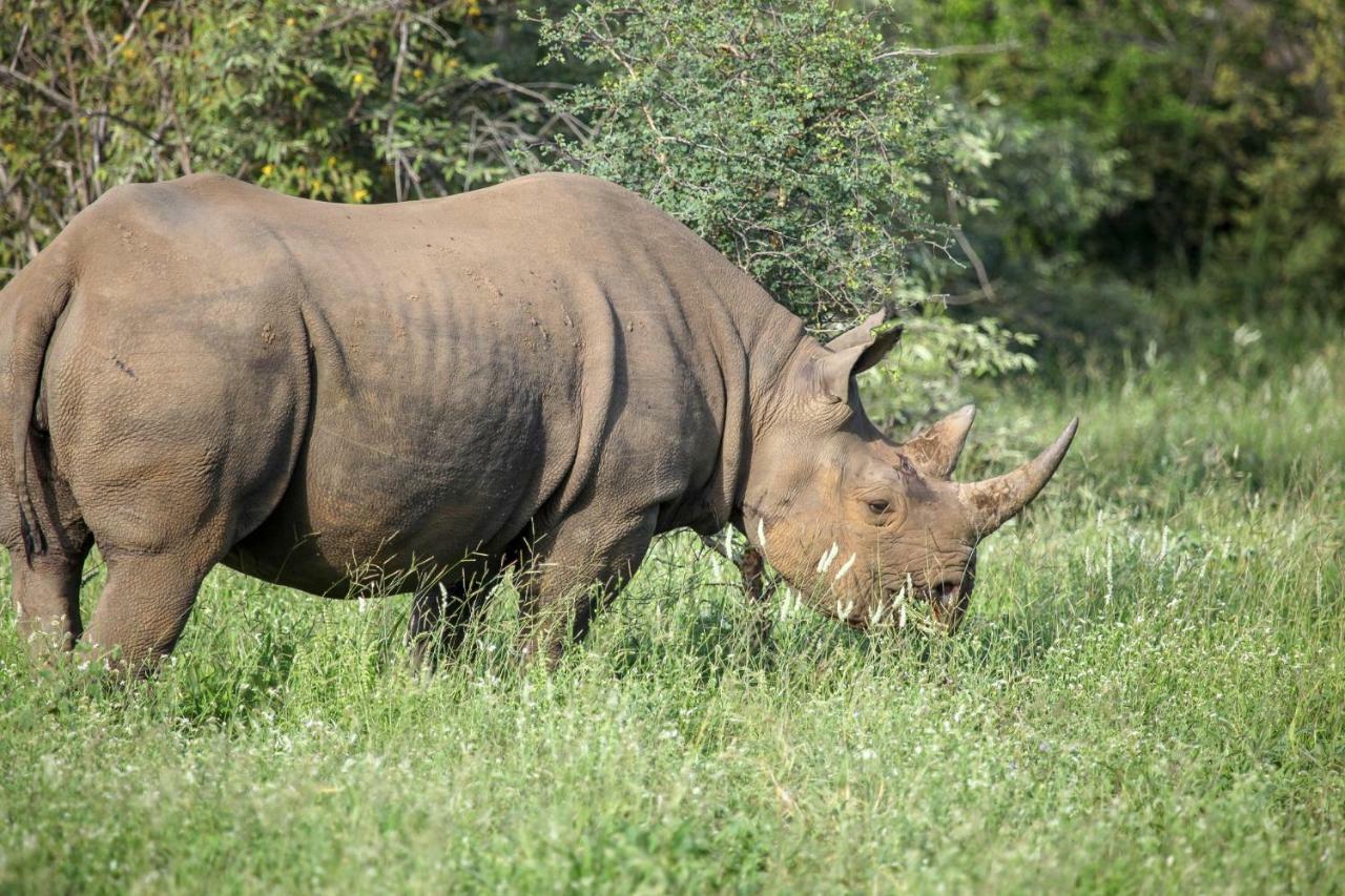 Makalali Game Reserve Garonga Safari 빌라 외부 사진