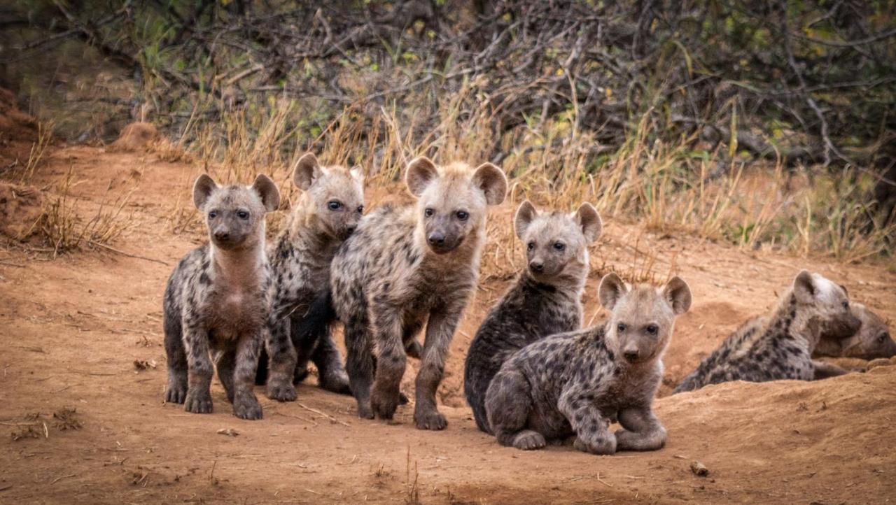 Makalali Game Reserve Garonga Safari 빌라 외부 사진
